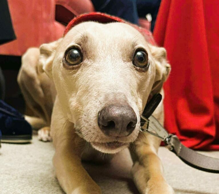 Pat Dog Therapy Woody visit