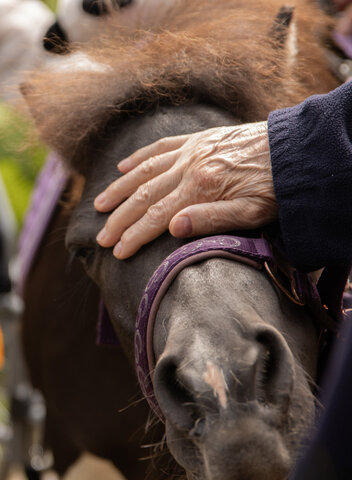 Tea with a Pony – Cheltenham Racecourse
