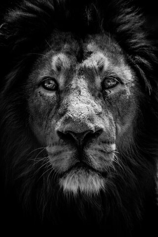Reminiscence – The Zoo