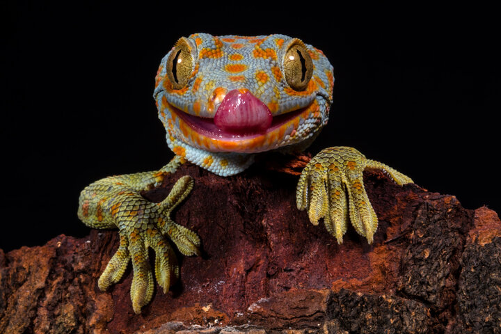 Zoolab