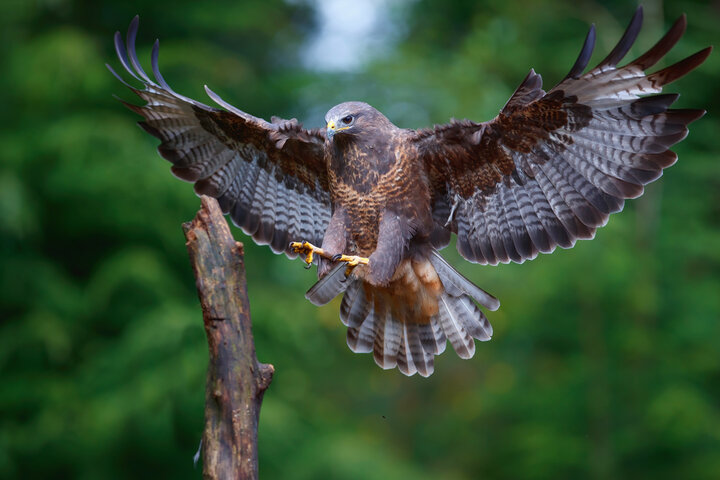 Walks with Hawks